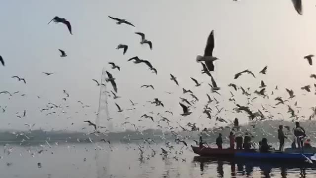 A large flock of nothern gannets fishing