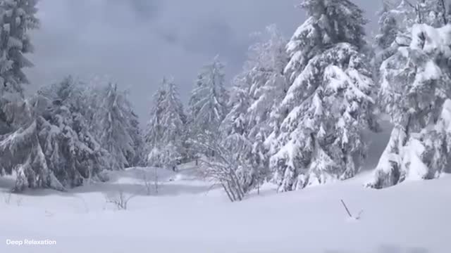 Deep Relaxation Music - forest - nature - 33 min For : relaxing - meditation - sleep - studying #8