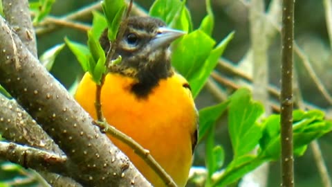 Oriole