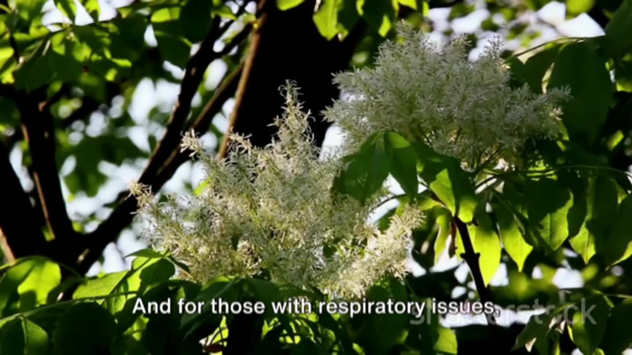 Elderberry: The Ultimate Immune Support