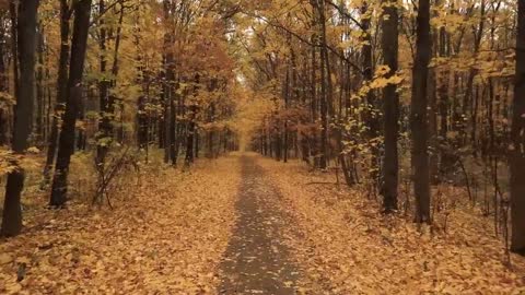 Enchanting Autumn Forests with Beautiful Piano Music