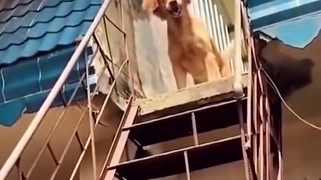 interesting interactions between masters and pets🤭🤣💕