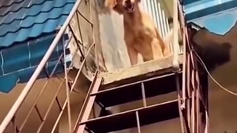 interesting interactions between masters and pets🤭🤣💕