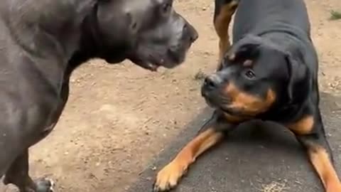 Rottweiler and Pitbull 🐕🐕‍🦺# mastiand injoy😂