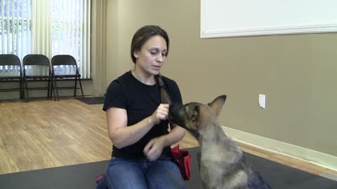HOW TO TRAIN YOUR DOG TO PAY ATTENTION.