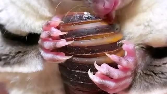 Petaurus breviceps