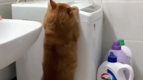 Funniest Cats And Dogs Video 😉😍😍