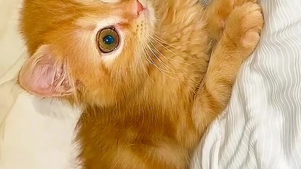 Little cat looking so cute best video on rumble