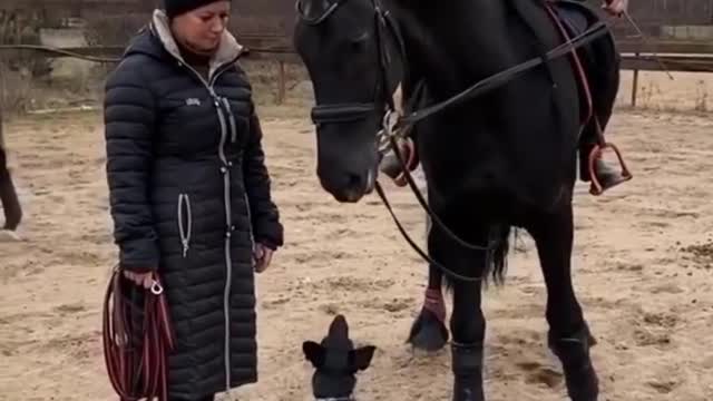 Cute And funny horse Videos Compilation cute moment of the horses - Cutest Horse #16