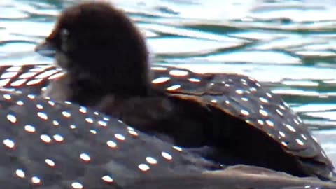 Loon Chick