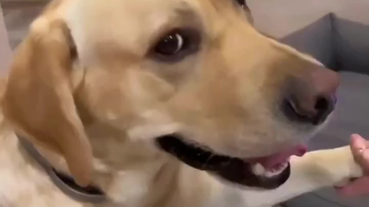 Give him a oscar/dog