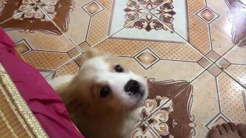 Puppy warns and protects owner when there is an aggressor