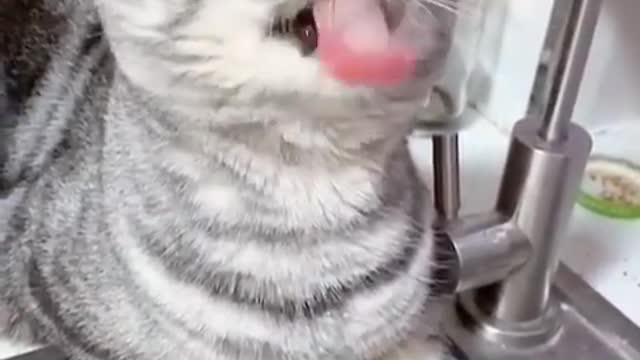 Cute cat drinking water