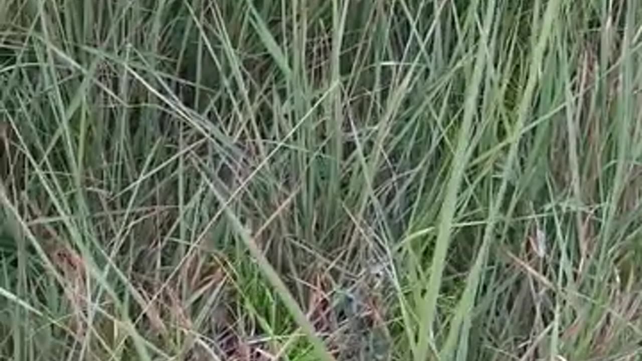 Crane with babies