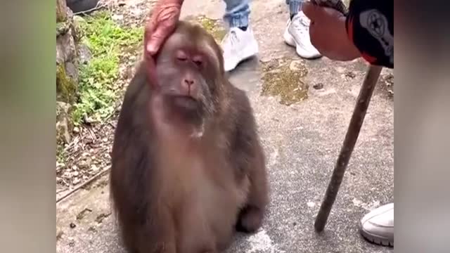 A docile one-armed monkey