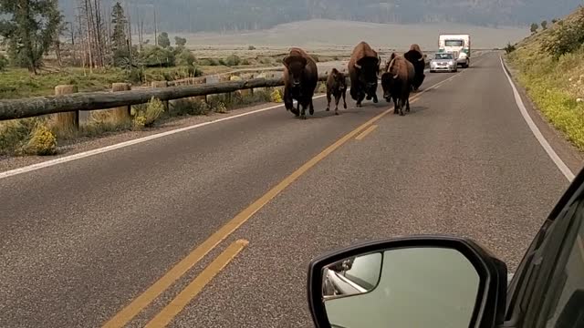 Bustling Bison Family Charges Down Road