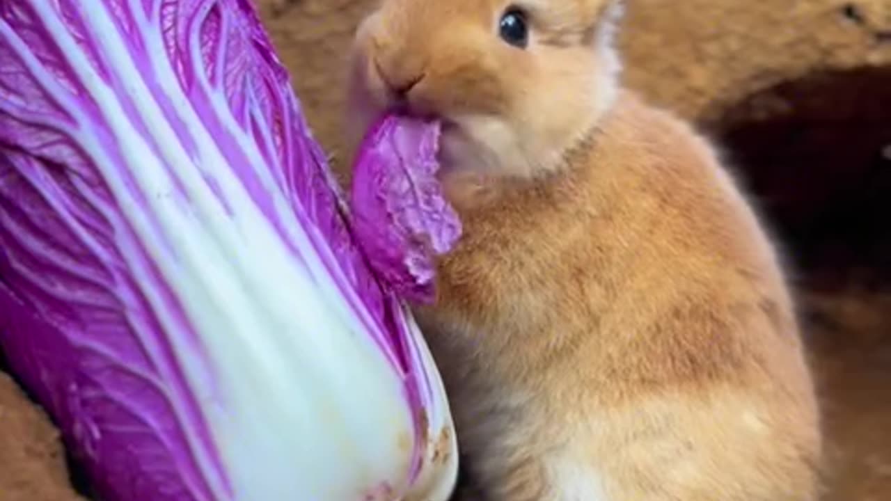 The little rabbit is eating cabbage, it's sweet and cute.