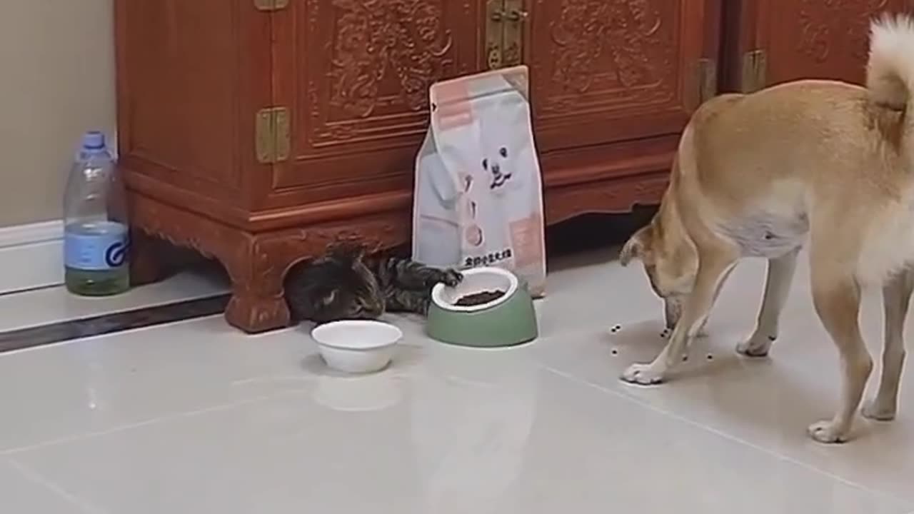 Sharing is Caring: When Dogs and Cats become Best Friends