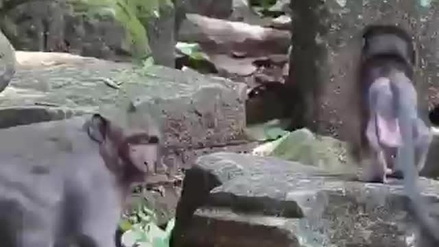 Mother Monkey Saves its Baby Monkey when Trapped in a Narrow Hole - Save Millions of Hearts
