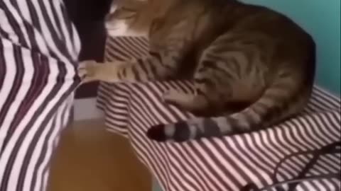 Funny cat funny moment part 3 best funny moment 🤣🤠