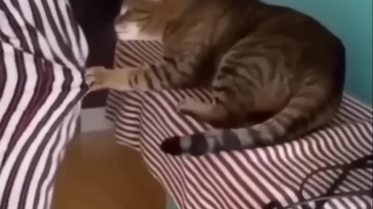 Funny cat funny moment part 3 best funny moment 🤣ðŸ¤