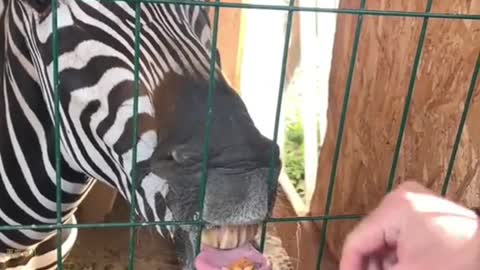 Wonderful Animals