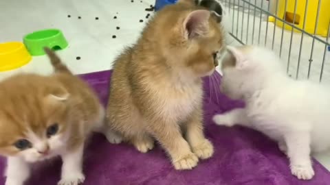 FUNNY CAT AND DOG ACTION