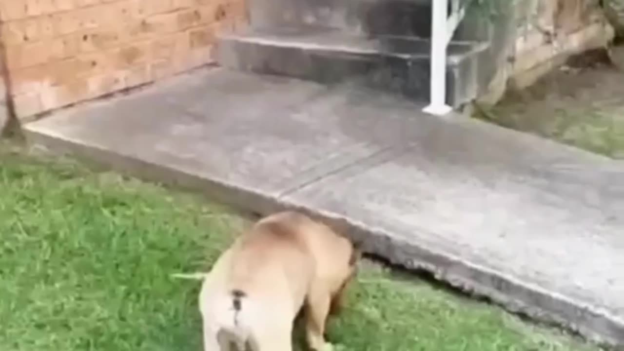 Funny videos animals part 18
