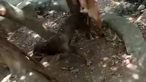 Dog attacked and interrupted while having sex