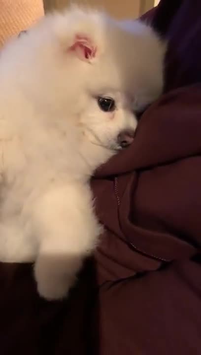 20191008文贵先生视频：苦口婆心地教育snow吃餐礼仪，snow躺在生怀里有点犯睏，不知听进去了没有