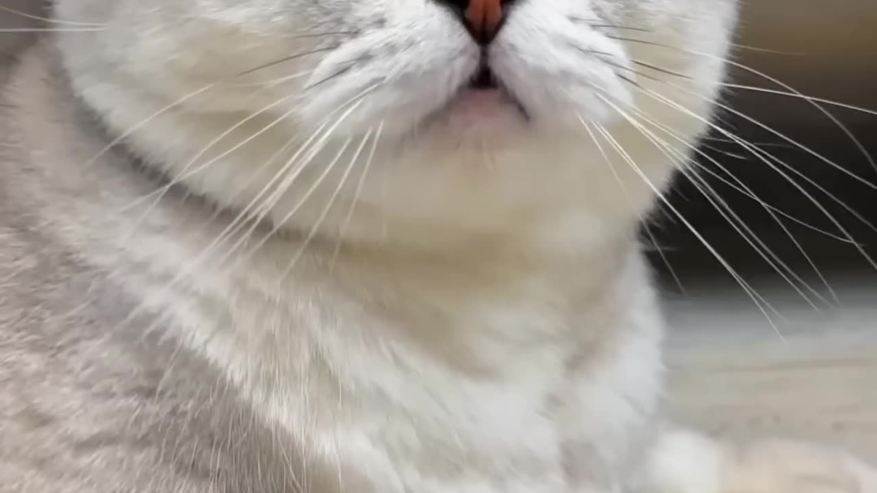 Funny Cat