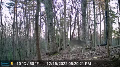 The Woods – 12/16/2022
