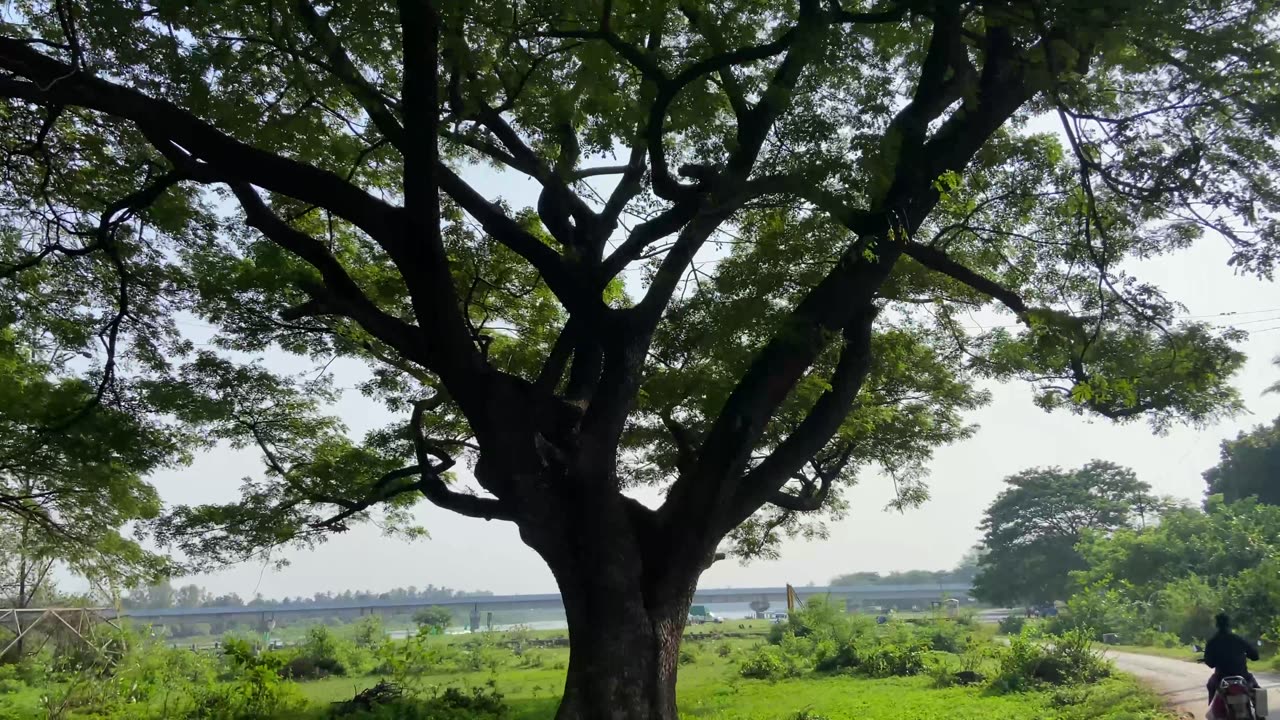 Nature vibes | Greenery🌱🌳