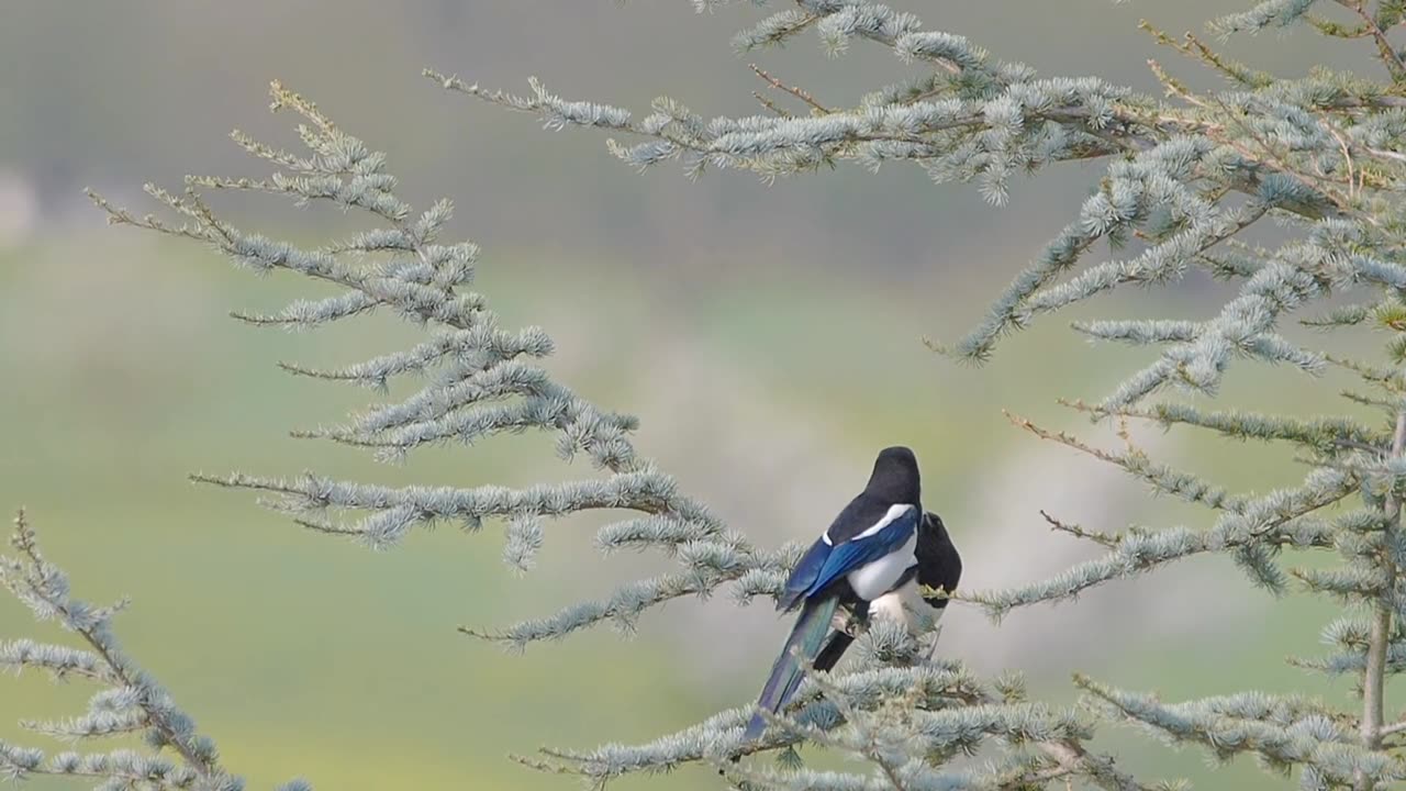 Birds Singing - Sounds of Nature Relax, The Sound of Summer Forest Birds is Soothing