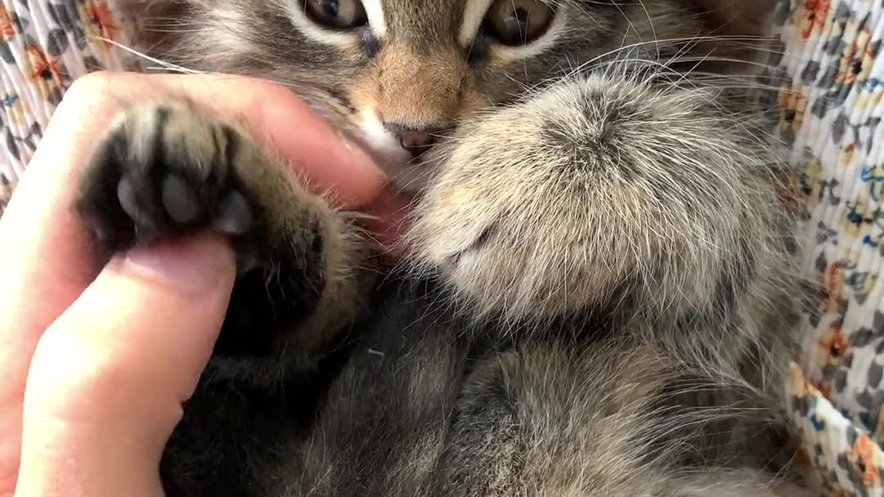 Mama Cat Takes Back Crying Kitten From Toddler