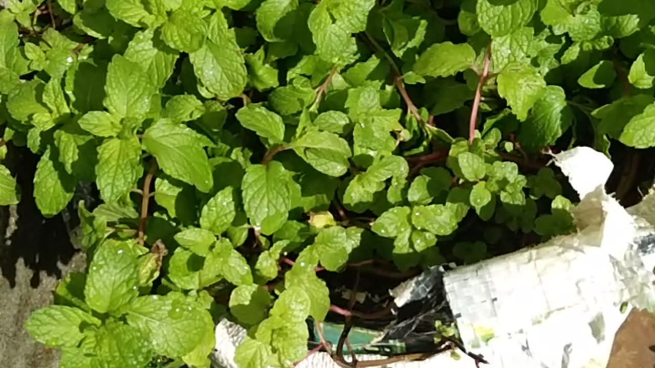 Mint at garden