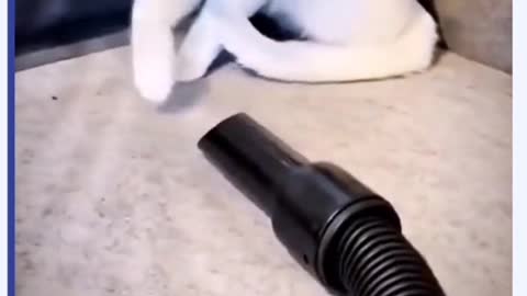 Curiosity killed the cat