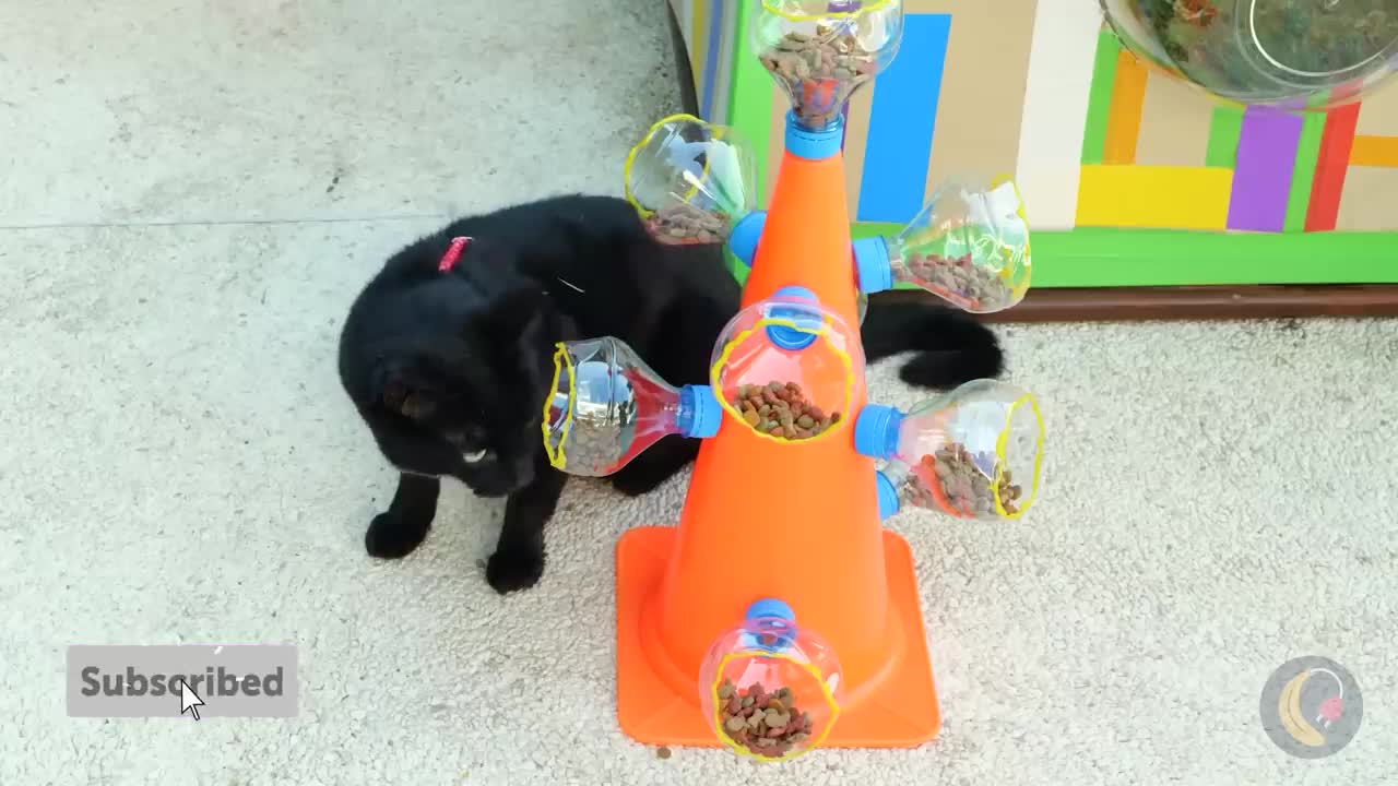 Makeover of Homeless Kittenš± *Gadgets and Hacks for Pets*