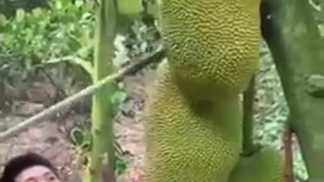 Độc lạ Cách Thu Hoạch Mít Thái _grinning
