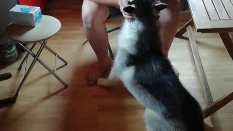 Sit !, I said sit. naughty husky.