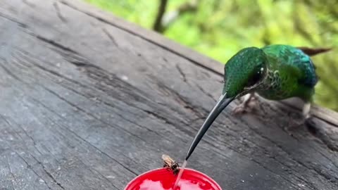 Such nice emerald coated feather's