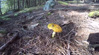 Mushroom
