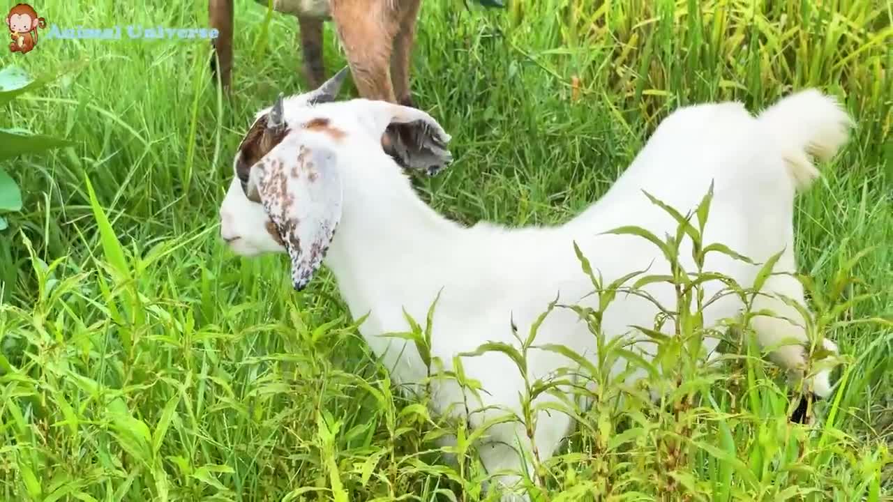 pelajari keluarga hewan;Bebek sapi,an Dog, cat