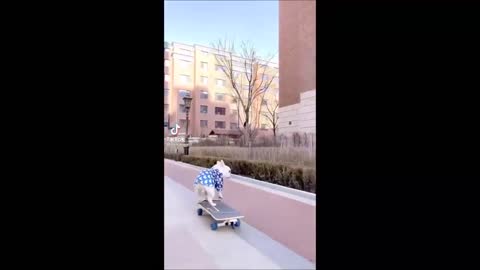 Funny dog video