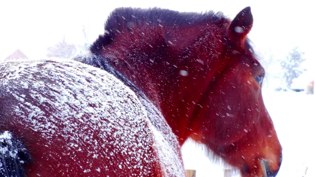 5 MINUTES of BEAUTIFUL HORSES in SNOW
