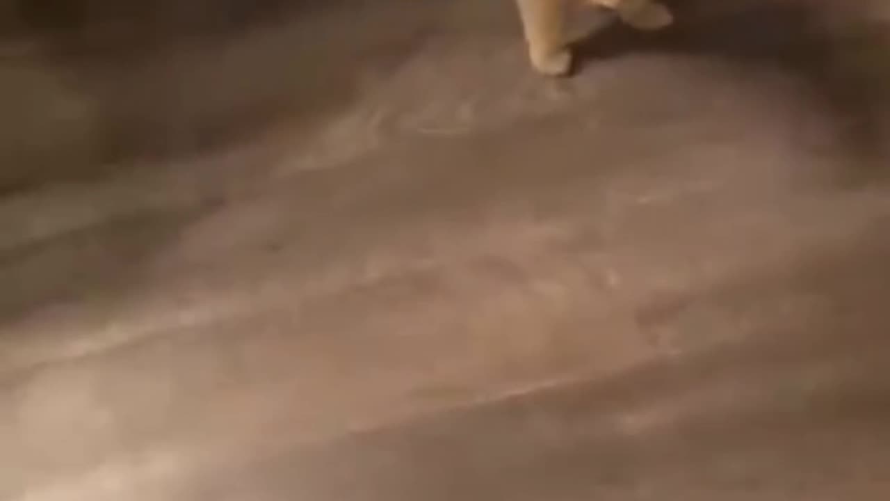 Funniest Animal Videos - Funny Cats and Crazy Dogs Videos 2023! #1