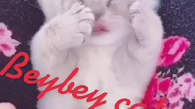 Biautful cats๐ฅ๐ฅ๐