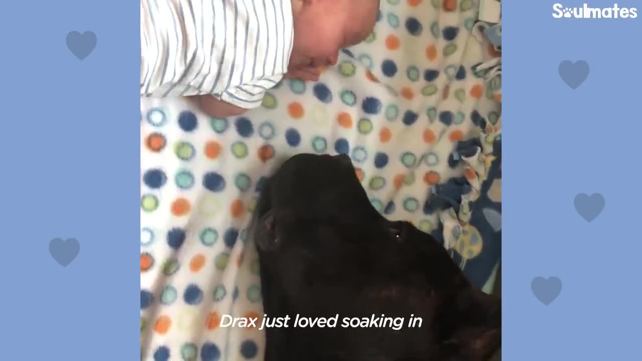 Baby Grows Up With His 125-Pound Dog | The Dodo Soulmates