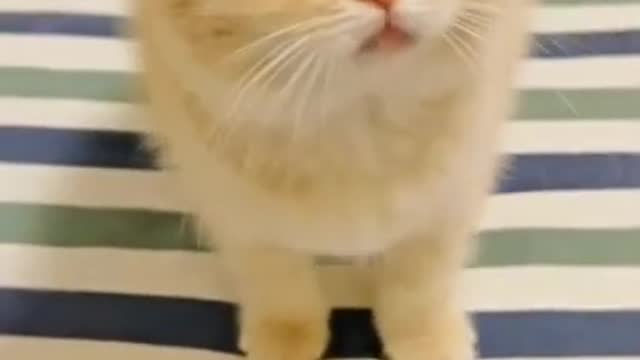 Best Funny Cats and Dogs