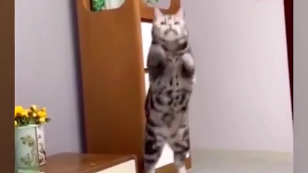 Funny pets momentsą„¤ See this video and smile on your face